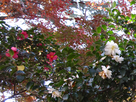 20151209hike (101)